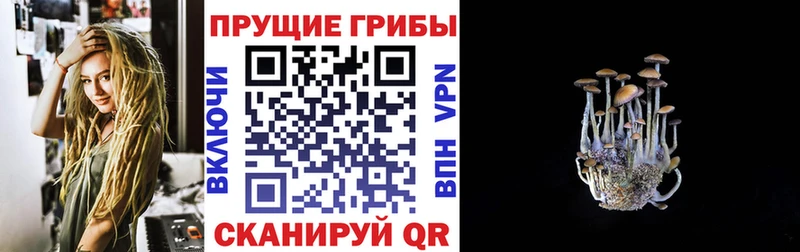 darknet официальный сайт  Суджа  Галлюциногенные грибы мицелий 